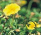 岩薔薇